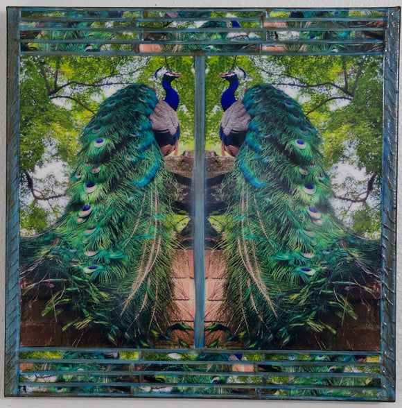 Peacock Reflection, 16 x16 x1.5