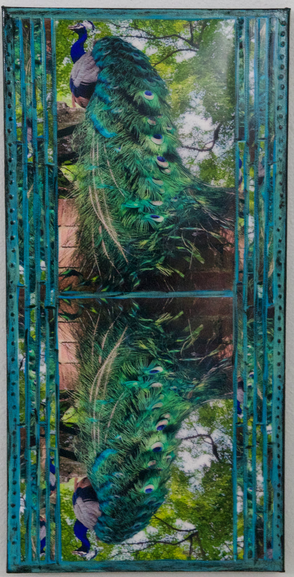 Peacock Reflection, 12 x24 x1.5