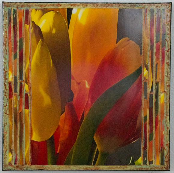 Tulip Closeup, 12 x12 x1.5
