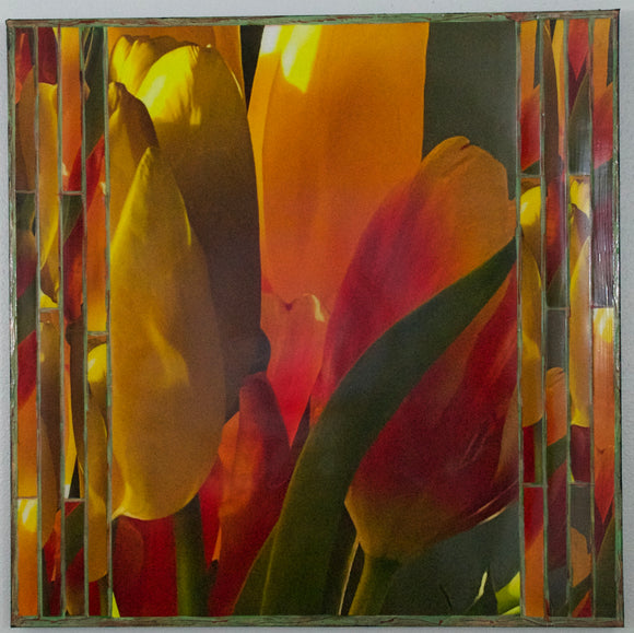 Closeup Tulips, 30 x 30 x 1.5