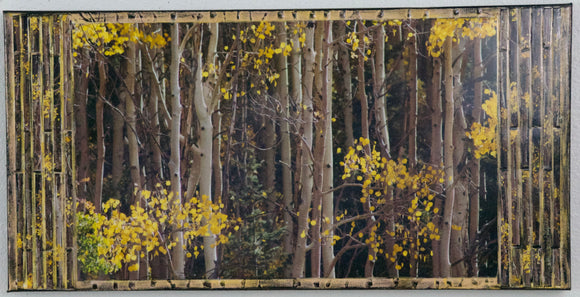 Yellow Aspens, 24 x12 x1.5