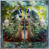 Peacock Reflection, 16 x16