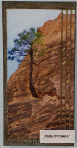 Cave Trail Tree In Rock (10 X 20)